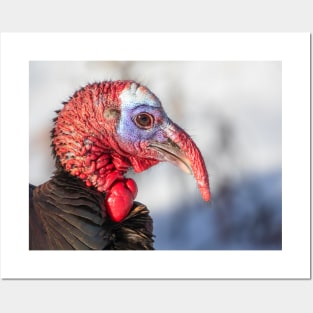 Wild Turkey Closeup Posters and Art